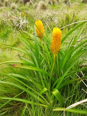 Bulbinella rossii