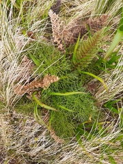 Anisotome antipoda
