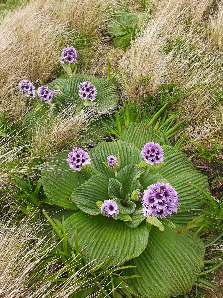 Campbell Island Daisy