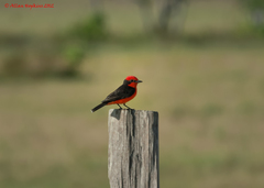 Pyrocephalus rubinus saturatus