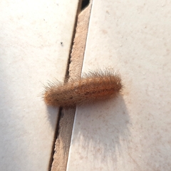 Riodinidae