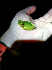 Hyperolius tuberilinguis