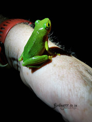 Hyperolius tuberilinguis