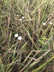 Eriocaulaceae