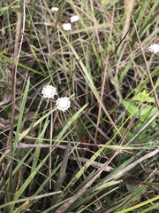 Eriocaulaceae