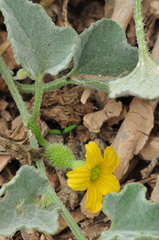 Cucumis prophetarum