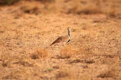 Chlamydotis undulata