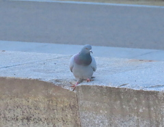 Columba livia domestica