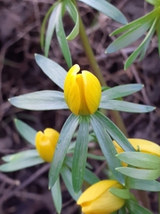 Eranthis hyemalis