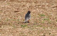 Falco vespertinus
