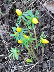 Eranthis hyemalis