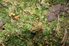 Lunularia