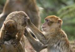 Macaca sylvanus