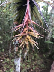 Tillandsia geminiflora