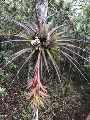 Tillandsia geminiflora