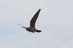 Falco vespertinus