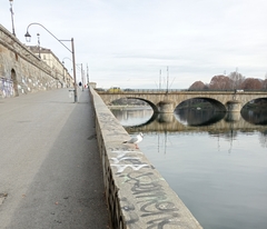 Chroicocephalus ridibundus