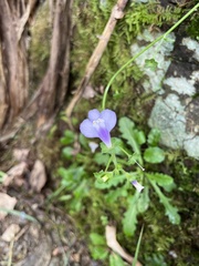 Mazus fauriei