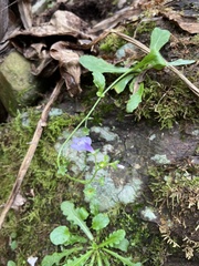 Mazus fauriei