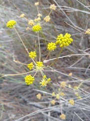 Annesorhiza macrocarpa