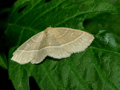 Trisateles emortualis