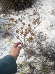 Annesorhiza macrocarpa