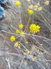 Annesorhiza macrocarpa