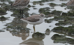 Tringa guttifer