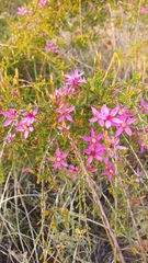 Calytrix fraseri
