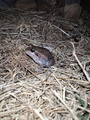 Limnodynastes dumerilii dumerilii
