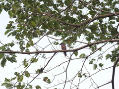 Eurylaimus javanicus