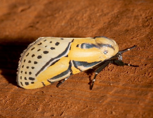 Hieroglyphic Moth photo 4