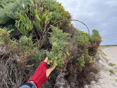 Olearia lepidophylla