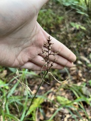Scleria terrestris