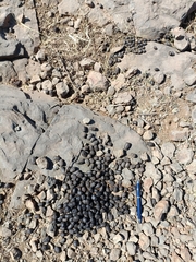 Boselaphus tragocamelus