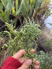 Olearia lepidophylla