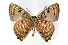 Hypochrysops pythias