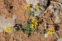 Hippocrepis