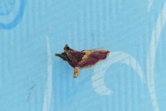 Endotricha mesenterialis