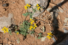 Hippocrepis