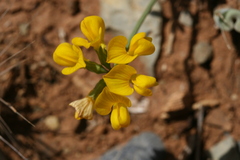 Hippocrepis