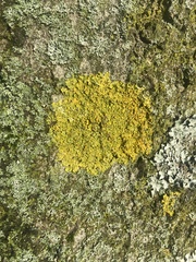 Xanthoria parietina