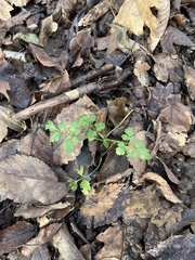 Chaerophyllum temulum