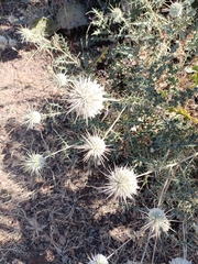 Echinops echinatus