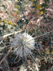 Echinops echinatus