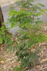 Acacia elata