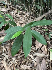 Anodendron affine