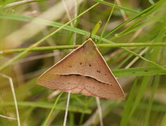 Epidesmia chilonaria