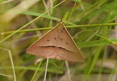 Epidesmia chilonaria