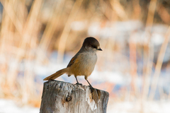 Perisoreus infaustus